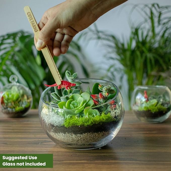 Cute Farms Terrarium Starter Kit | Moss, Vermiculite, Soil, Pebbles, Plant Food, Finishing Tools, Build and Care Guide | DIY Succulent Terrarium for Adults and Kids (Large + Live Plants)
