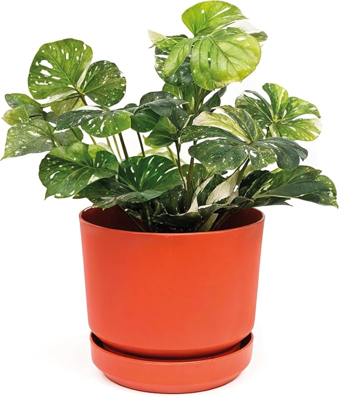 Elly Décor 10 inch Plastic Cylinder Planter Pot with Self-Watering Saucer and Drainage Hole,Lightweight & Extremely Durable, 10"x 10", Terracotta